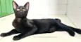 Gatinho Preto