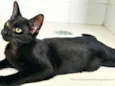 Gatinho Preto
