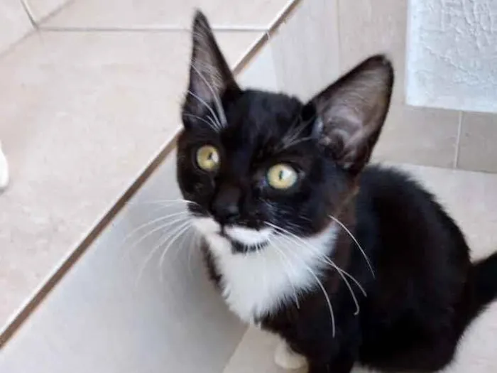 Gato raça Srd idade 2 a 6 meses nome Rafinha bb lindo 