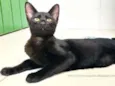Gatinho Preto