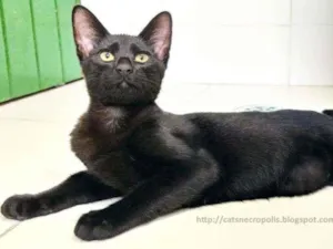 Gato raça SRD idade 2 a 6 meses nome Gatinho Preto