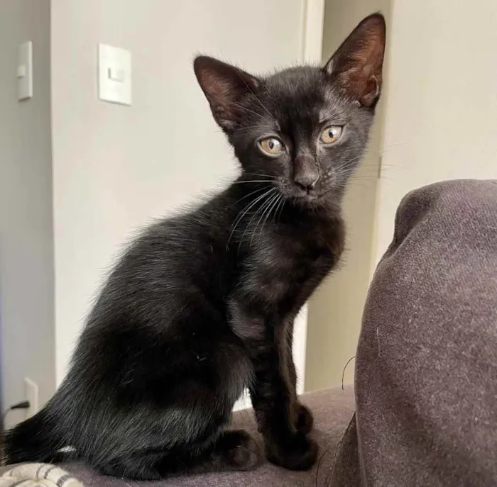 Gato ra a Sem raça definida  idade Abaixo de 2 meses nome Ainda sem nome