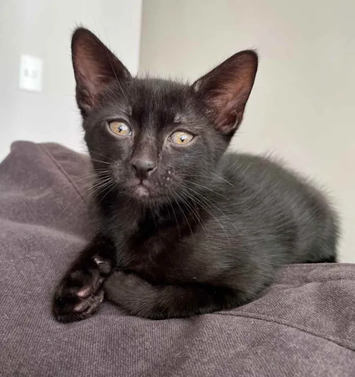 Gato ra a Sem raça definida  idade Abaixo de 2 meses nome Ainda sem nome