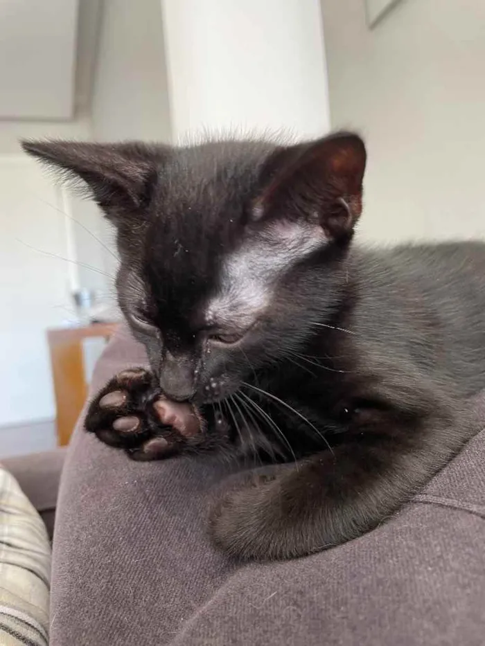 Gato ra a Sem raça definida  idade Abaixo de 2 meses nome Ainda sem nome