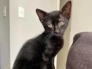 Gato raça Sem raça definida  idade Abaixo de 2 meses nome Ainda sem nome
