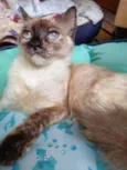 Malu