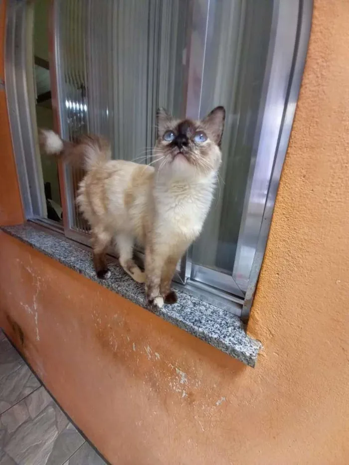 Gato ra a SRD-ViraLata idade 7 a 11 meses nome Malu