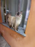 Malu