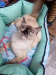Malu