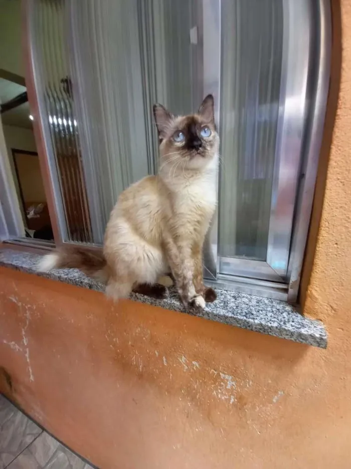 Gato ra a SRD-ViraLata idade 7 a 11 meses nome Malu