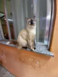 Malu