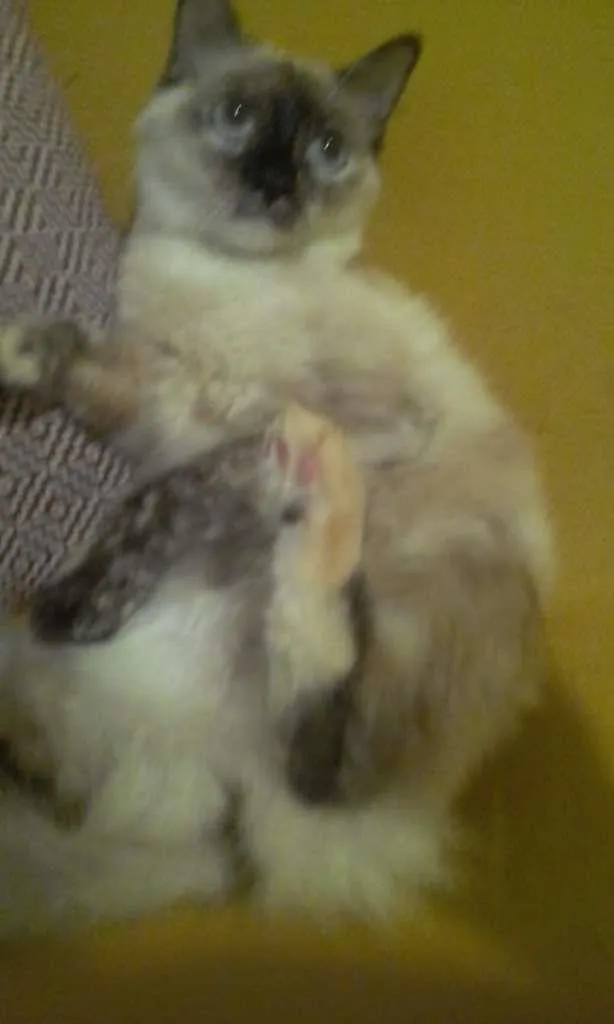 Gato ra a SRD-ViraLata idade 7 a 11 meses nome Malu