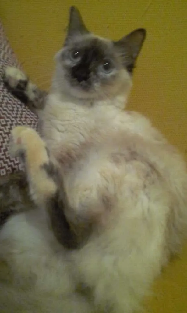 Gato ra a SRD-ViraLata idade 7 a 11 meses nome Malu