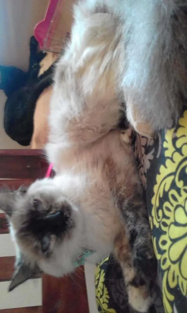 Gato ra a SRD-ViraLata idade 7 a 11 meses nome Malu