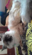 Malu