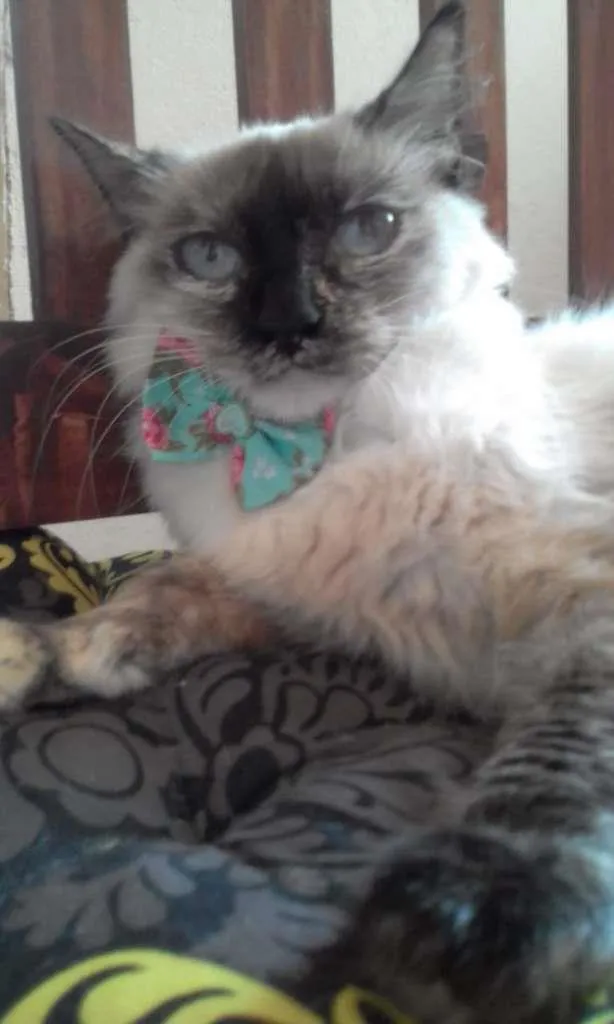 Gato ra a SRD-ViraLata idade 7 a 11 meses nome Malu