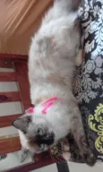 Malu