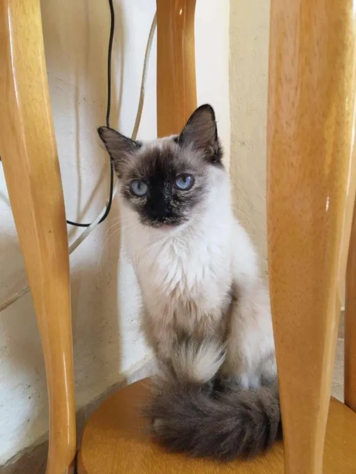 Gato ra a SRD-ViraLata idade 7 a 11 meses nome Malu