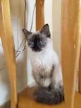 Malu