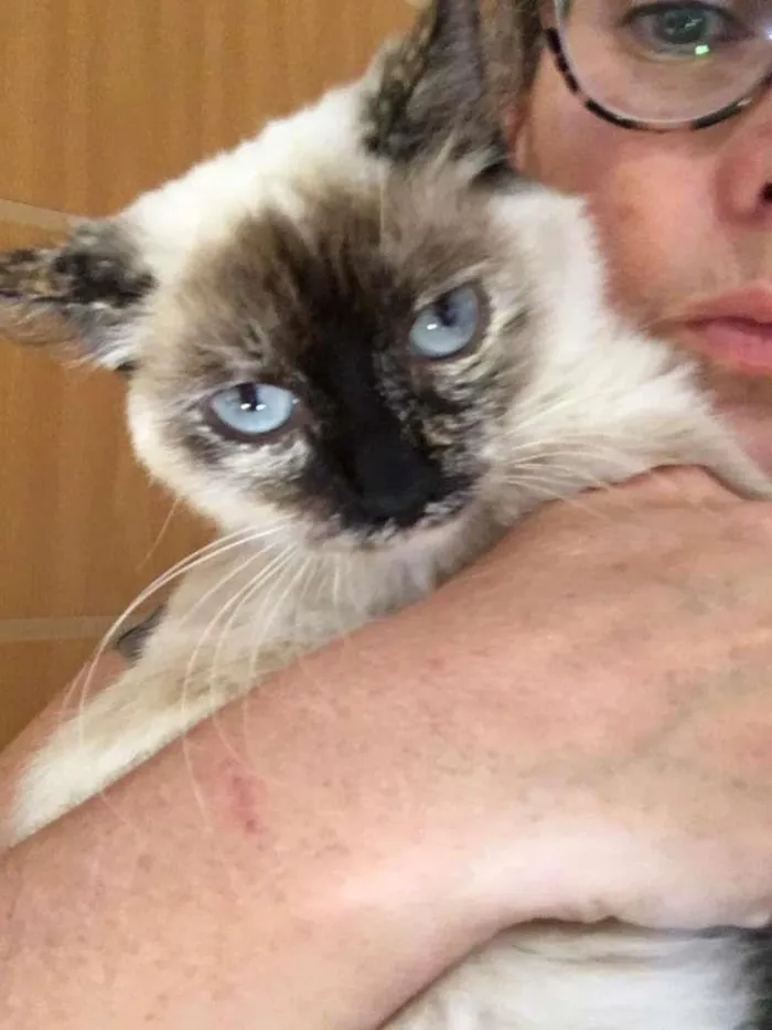 Gato ra a SRD-ViraLata idade 7 a 11 meses nome Malu