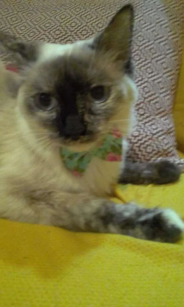 Gato ra a SRD-ViraLata idade 7 a 11 meses nome Malu