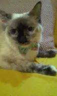 Malu