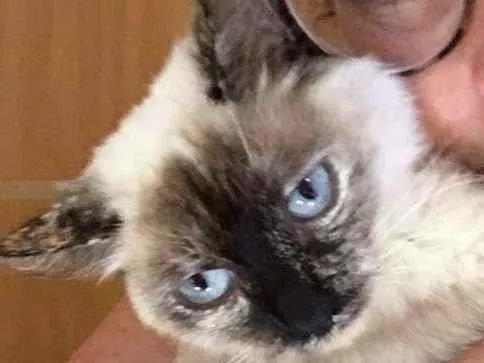 Gato ra a SRD-ViraLata idade 7 a 11 meses nome Malu