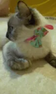Malu