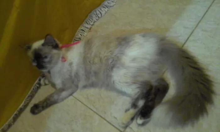 Gato ra a SRD-ViraLata idade 7 a 11 meses nome Malu