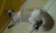 Malu