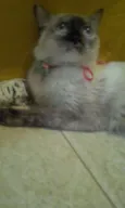 Malu