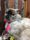 Malu