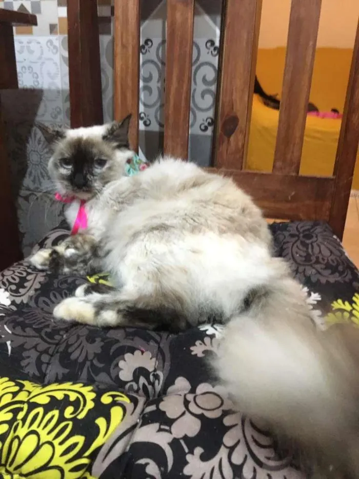 Gato ra a SRD-ViraLata idade 7 a 11 meses nome Malu