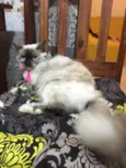 Malu