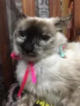 Malu