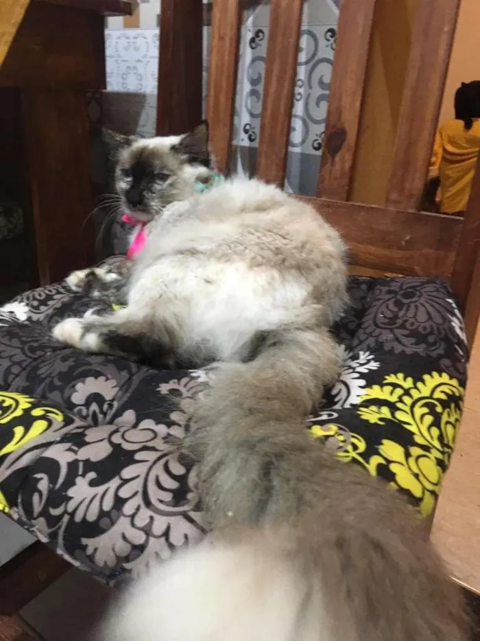 Gato ra a SRD-ViraLata idade 7 a 11 meses nome Malu