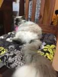 Malu