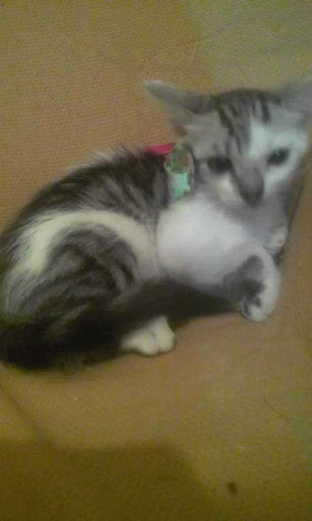 Gato ra a SRD-ViraLata idade 2 a 6 meses nome Luna