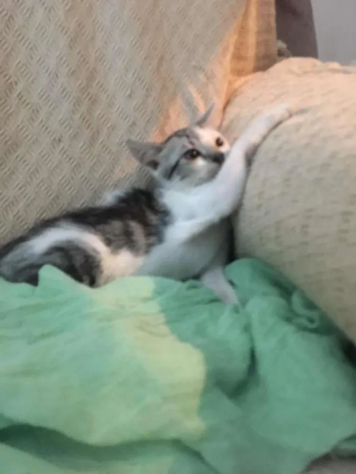 Gato ra a SRD-ViraLata idade 2 a 6 meses nome Luna