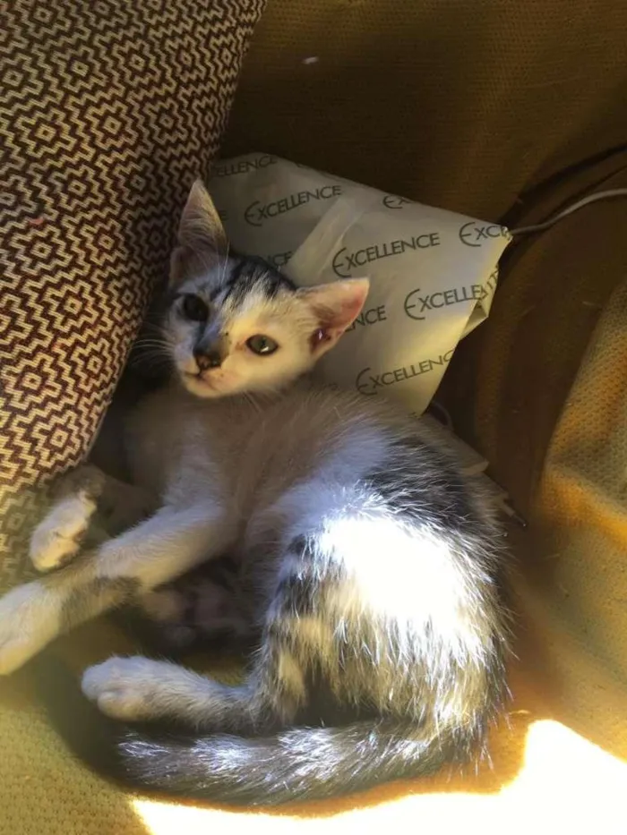 Gato ra a SRD-ViraLata idade 2 a 6 meses nome Luna