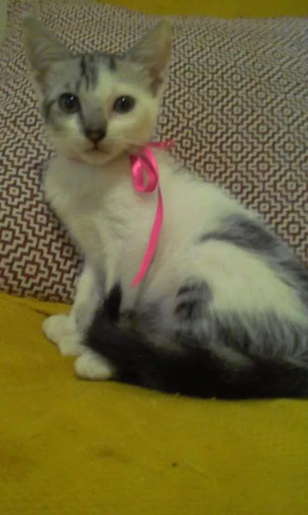 Gato ra a SRD-ViraLata idade 2 a 6 meses nome Luna