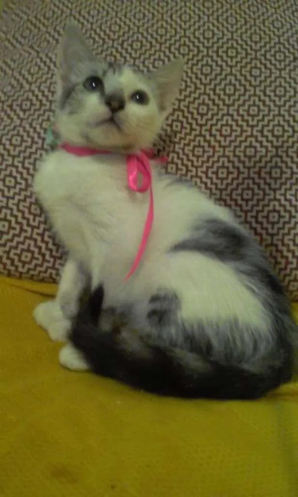 Gato ra a SRD-ViraLata idade 2 a 6 meses nome Luna
