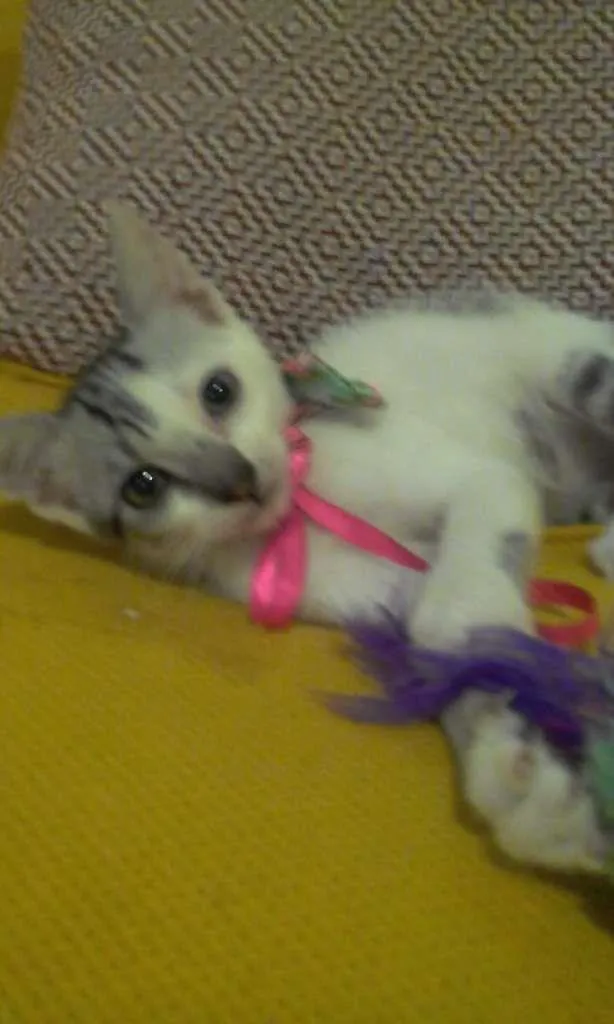 Gato ra a SRD-ViraLata idade 2 a 6 meses nome Luna