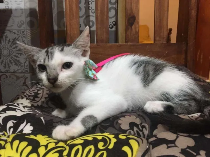 Gato ra a SRD-ViraLata idade 2 a 6 meses nome Luna