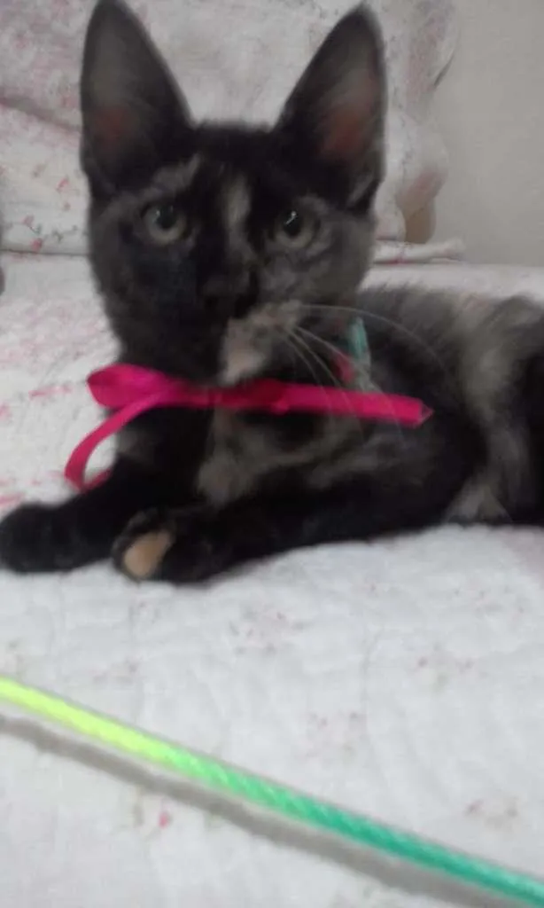 Gato ra a SRD-ViraLata idade 2 a 6 meses nome PÉROLA
