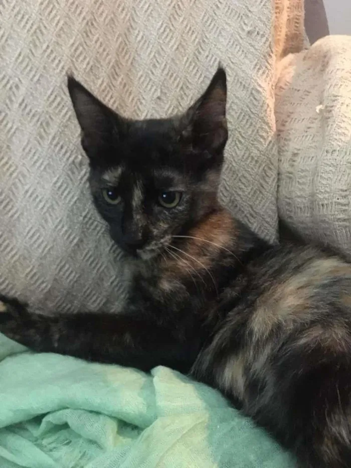 Gato ra a SRD-ViraLata idade 2 a 6 meses nome PÉROLA