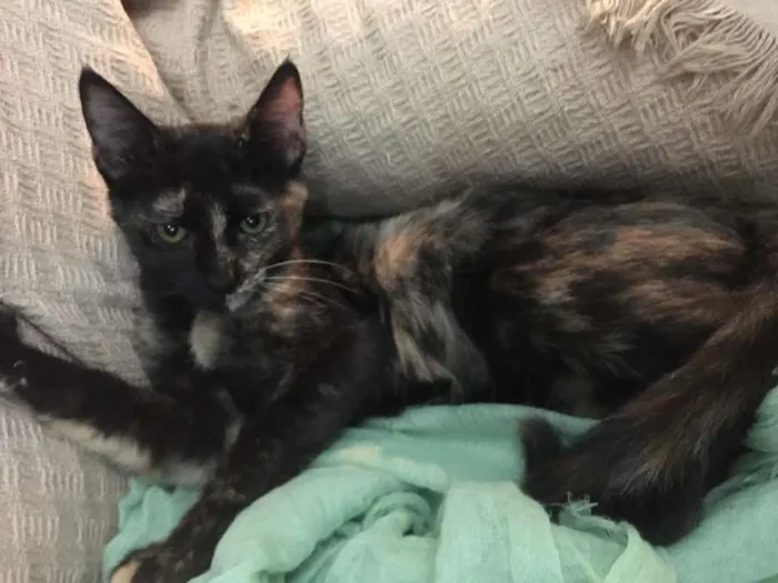 Gato ra a SRD-ViraLata idade 2 a 6 meses nome PÉROLA