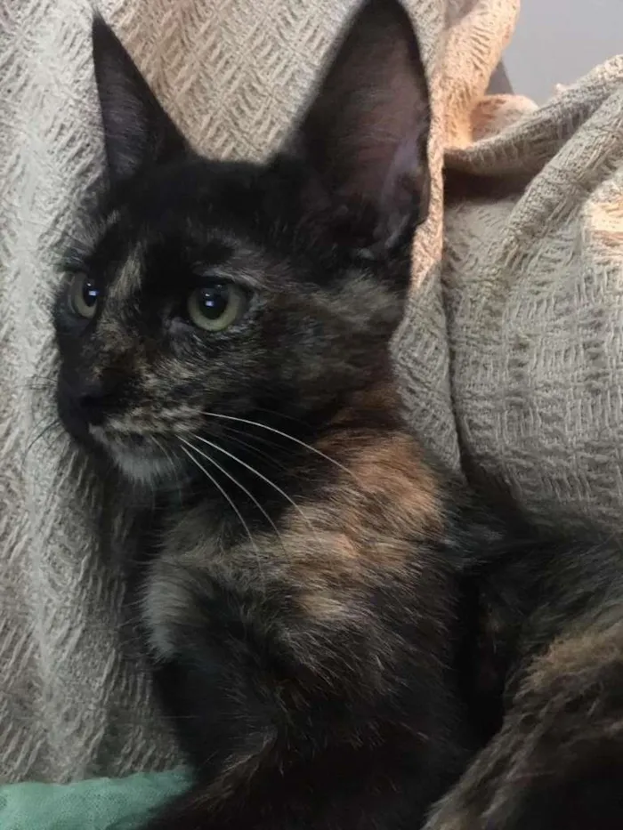 Gato ra a SRD-ViraLata idade 2 a 6 meses nome PÉROLA