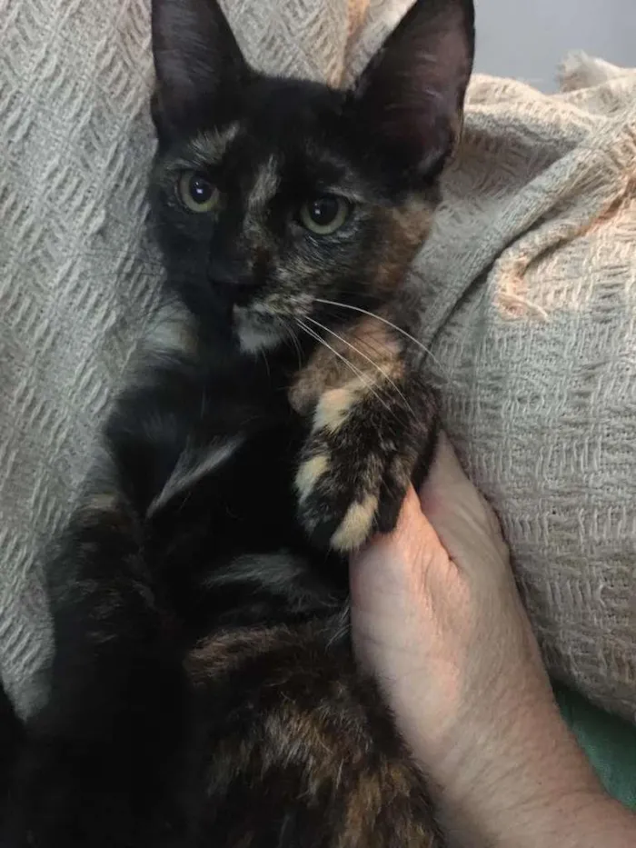 Gato ra a SRD-ViraLata idade 2 a 6 meses nome PÉROLA