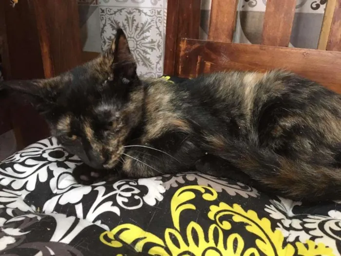 Gato ra a SRD-ViraLata idade 2 a 6 meses nome PÉROLA